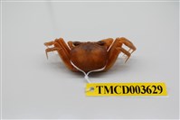 藏品(斯氏沙蟹)的圖片